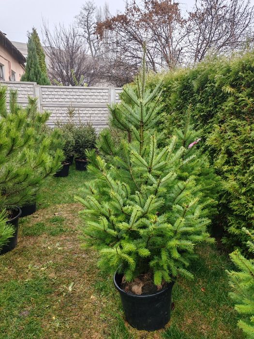 Продам Сосни, Ялинки