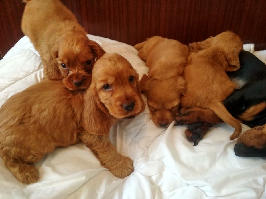 Продається англійська спаніелька