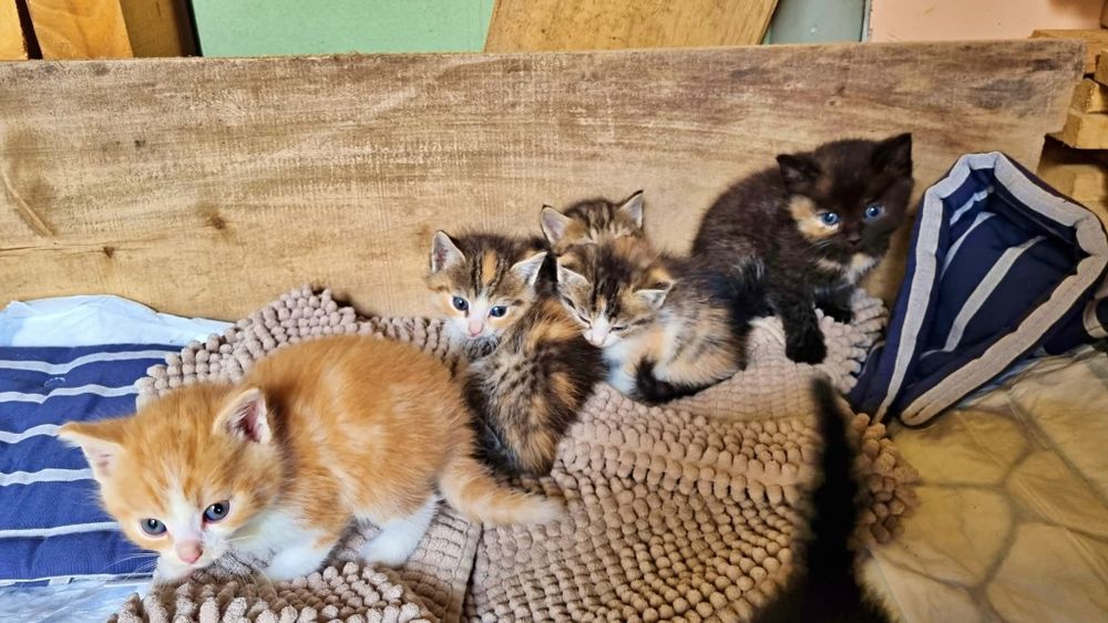 Kociaki szukaja domu