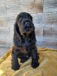 Cocker Spaniel Angielski