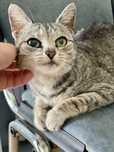 Кіт кот котик шукає сімʼю та дім
