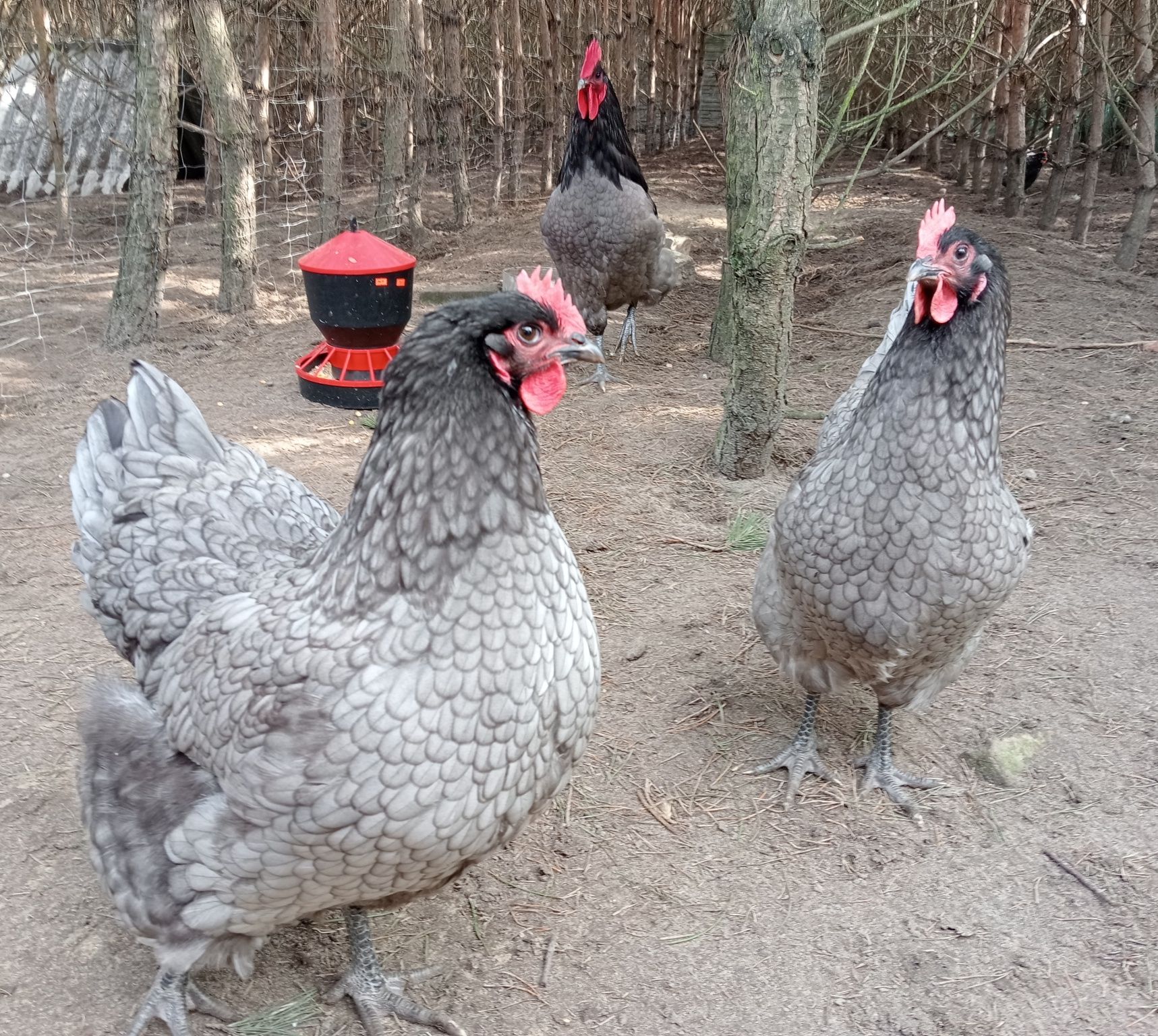 Australorp niebieski jajka łęgowe