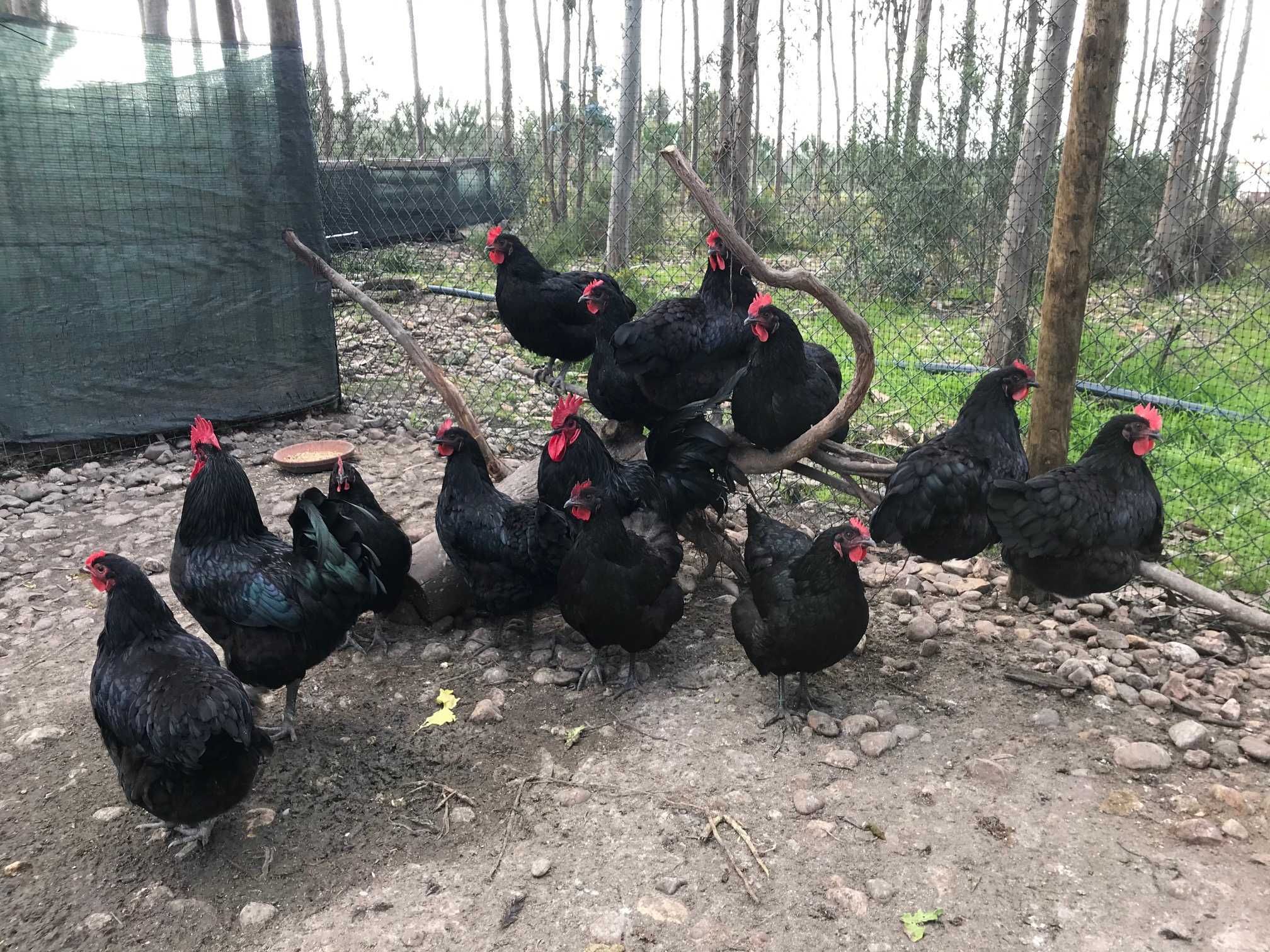 Ovos galados e pintos BIO - Pedrês, Preta, Amarela e Branca