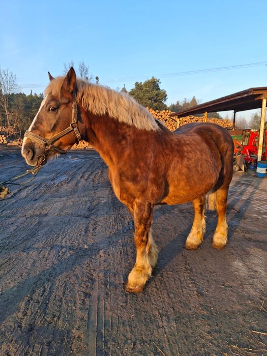 Sprzedam klacz zimnokrwistą