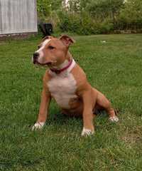 American Staffordshire Terrier