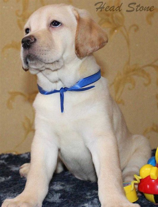 Лабрадор ретривер