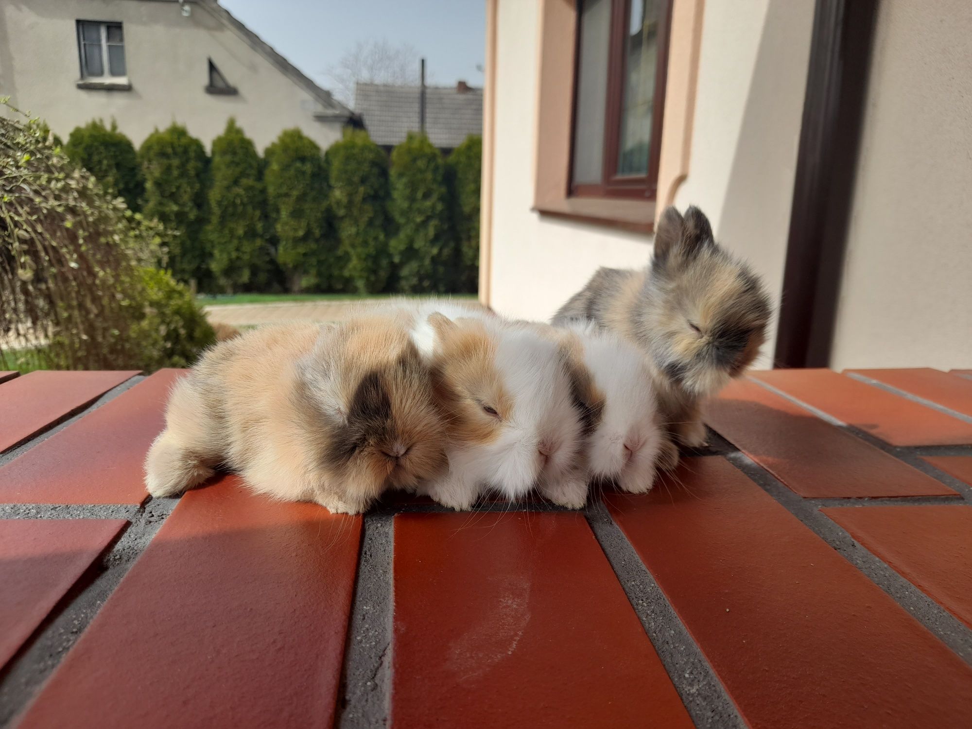 Króliczki karzełki króliki miniaturki teddy mini lop