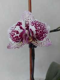 Орхідея варіагатний лист