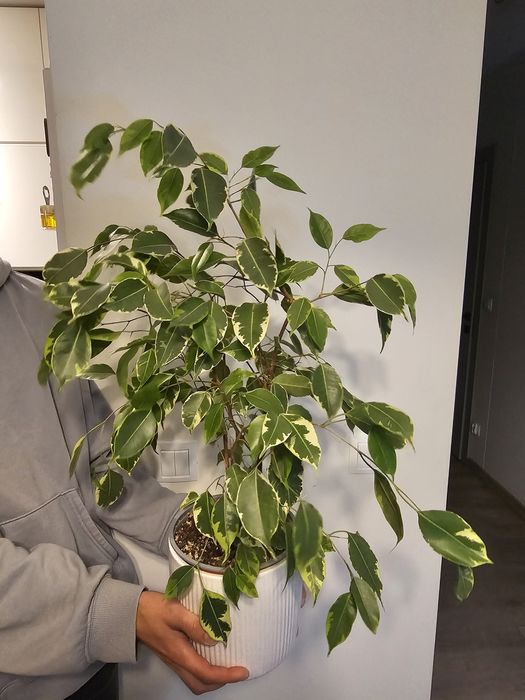Fikus, filodendron, rhaphidophora, dieffenbachia, strelicja, zamiokulk