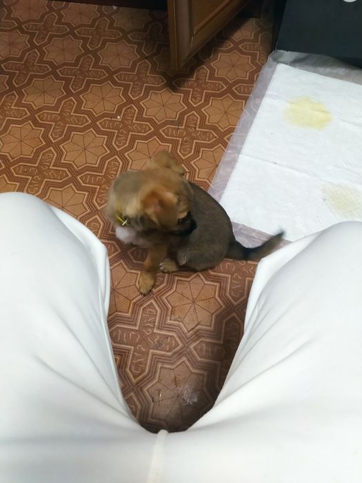 Щенок пикинес с дворняжкой, отдам в хорошие руки