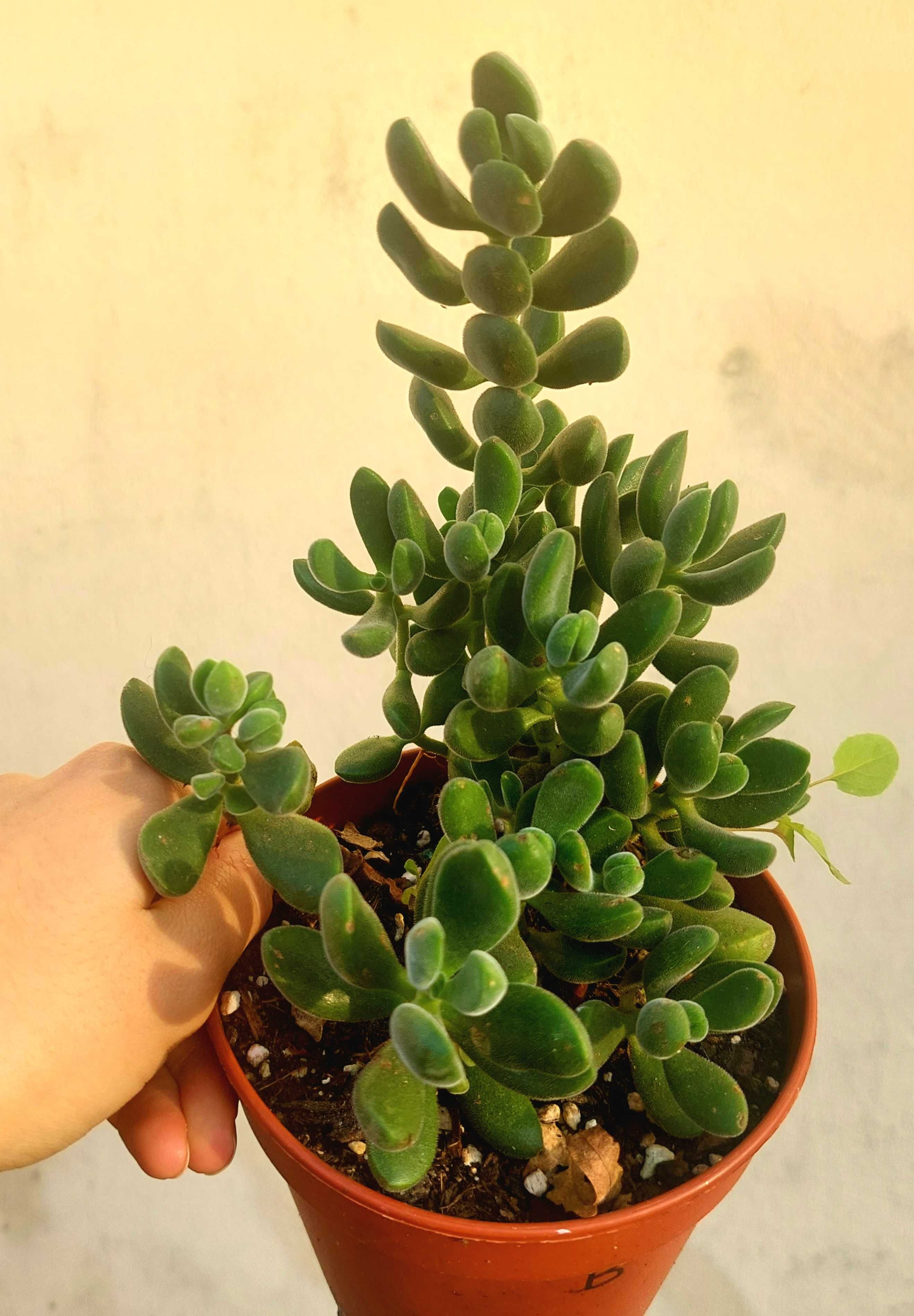 Suculentas 4€  cada