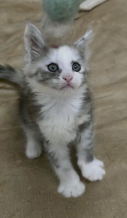 Trzy kolorowa koteczka mco