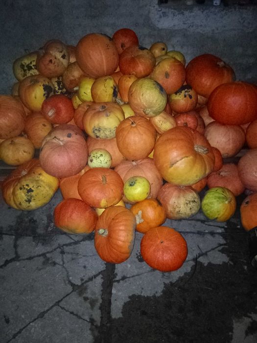 Dynie na haloween/korbole