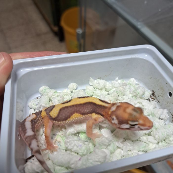 Gekon lamparci w sklepie Gruby Kocur Rzeszów