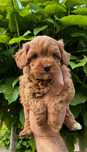 Cavapoo f1b Pudel Toy Cavalier
