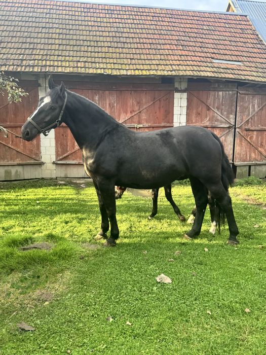 Klacz śląska po og. Drab, 5 lat