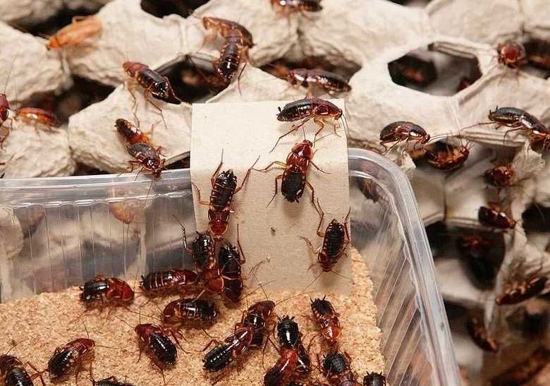 Тропический домашний туркменский таракан