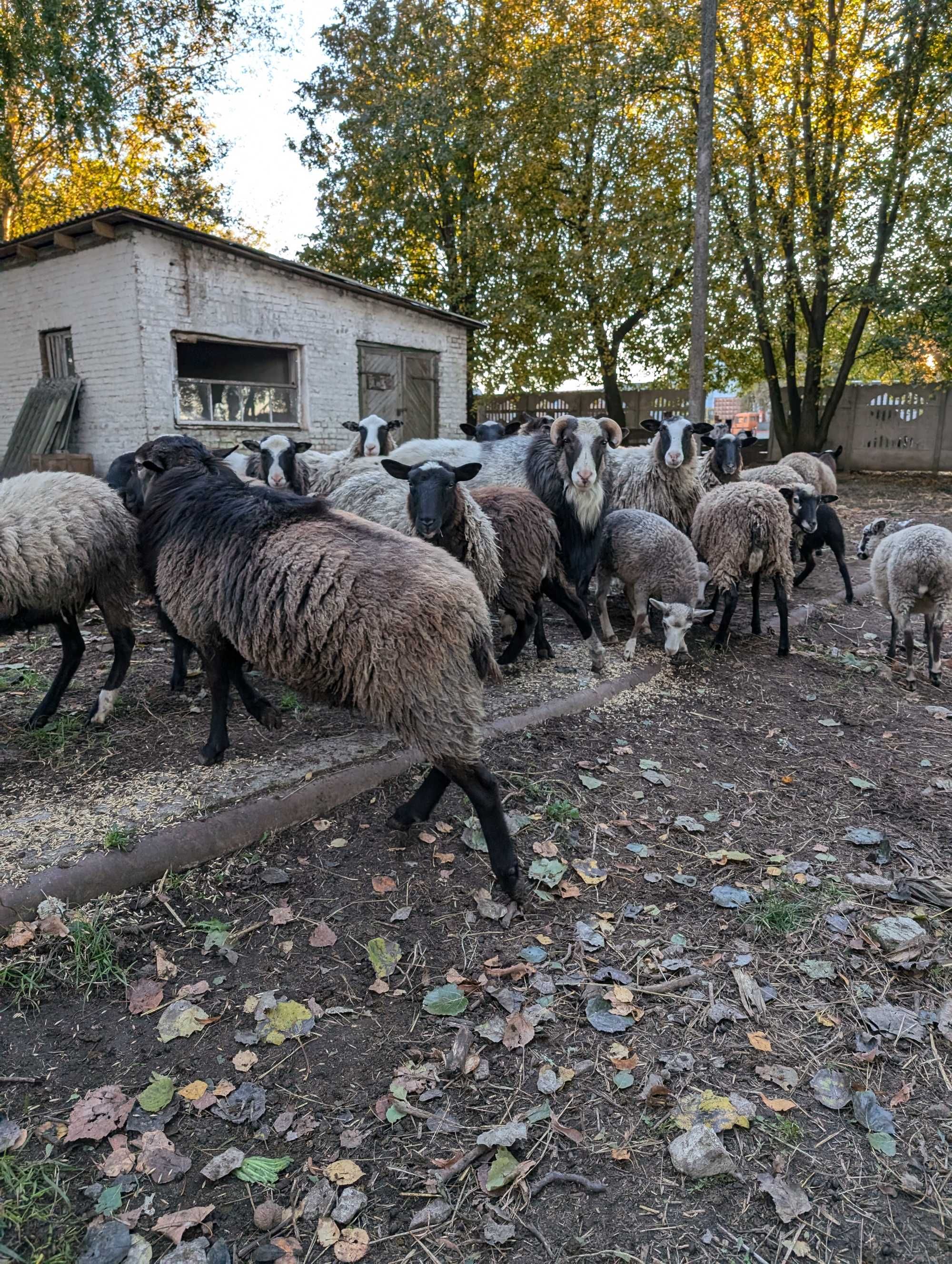 Продам Овечки живою вагою