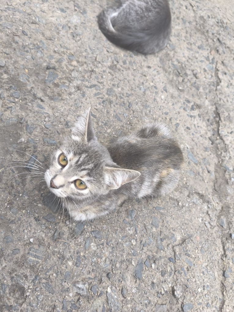 Котики шукають добрі руки