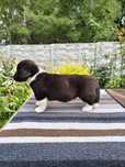 Whels Corgi Cardingan
