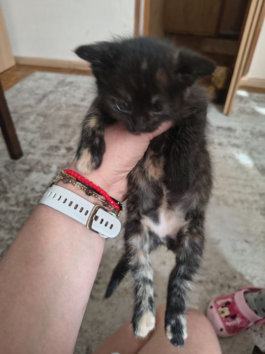 Kotki puchate szukają domu