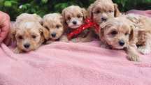 DO REZERWACJI piękne szczeniaki Maltipoo