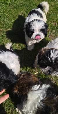 Pieski w typie  shih tzu