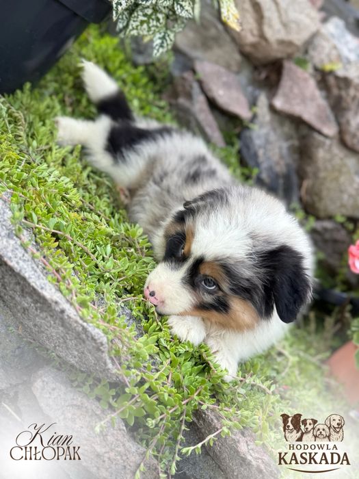 Piesek Border Collie o unikatowym umaszczeniu