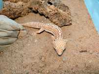 Gekon lamparci albinos