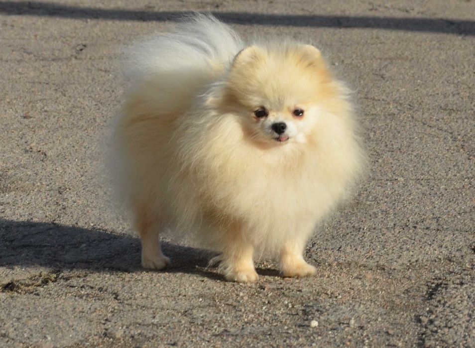 Взрослая крошка не для разведения.