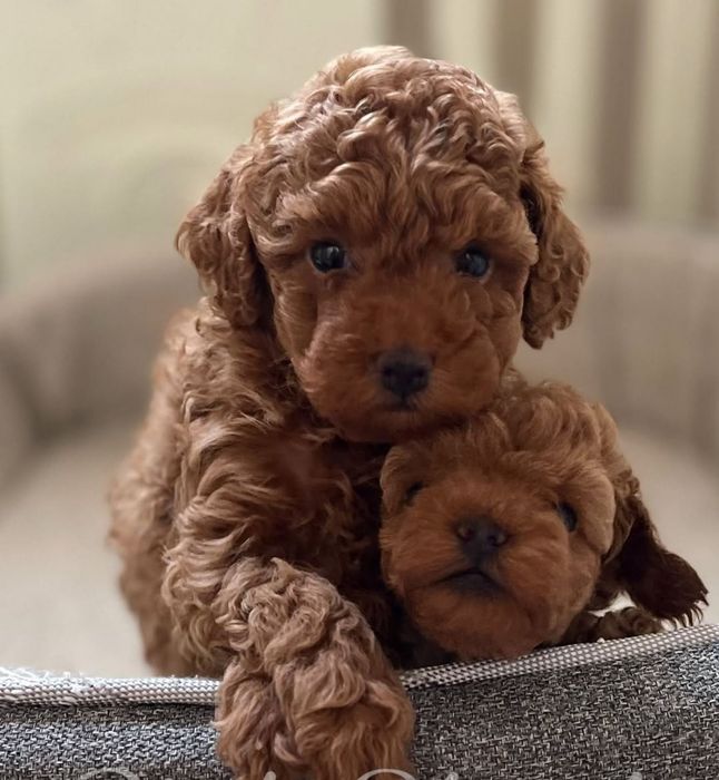 Дівчата . той пудель.      ред браун