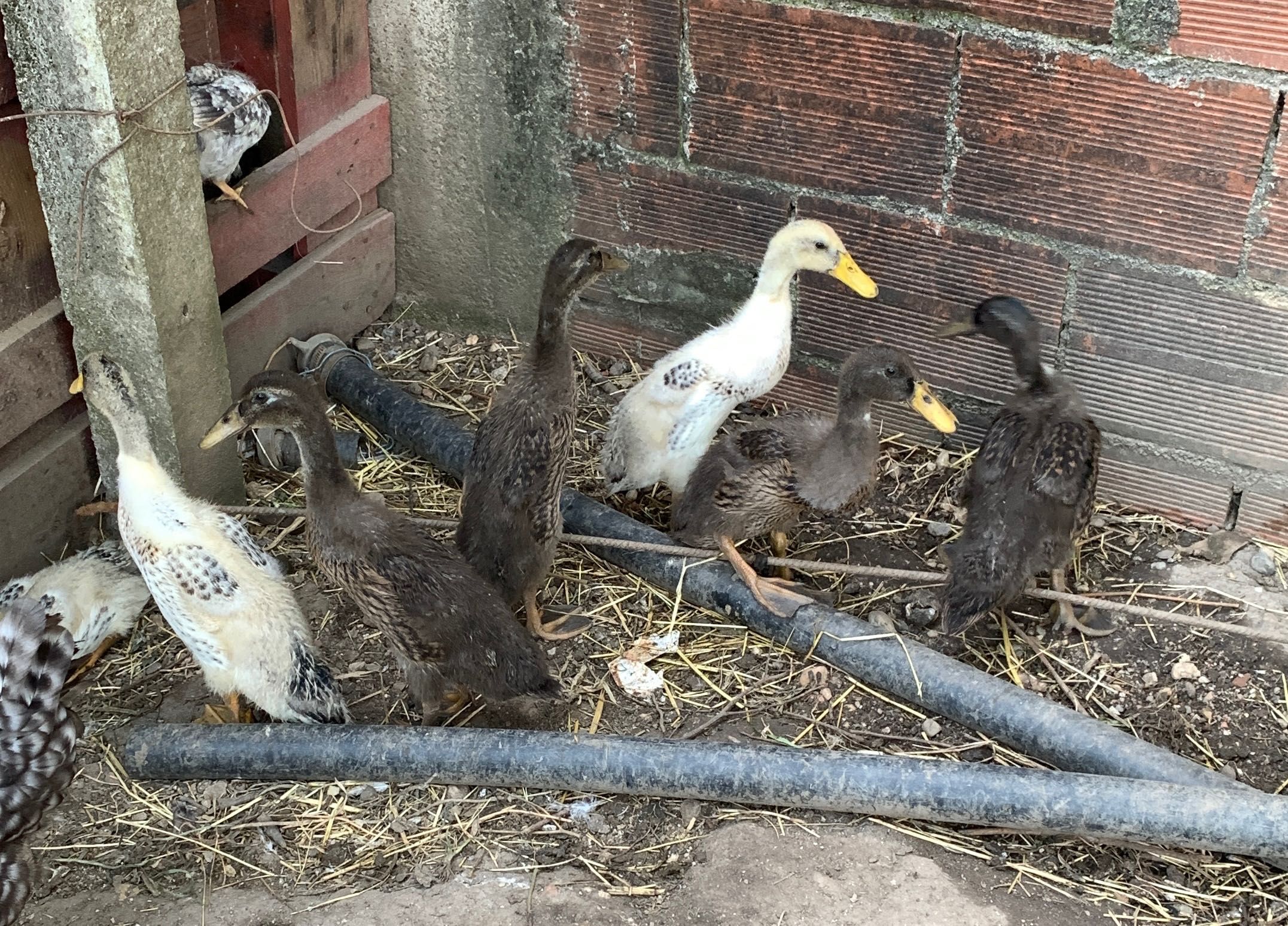 Patos Indianos Corredores  com 1,5 meses