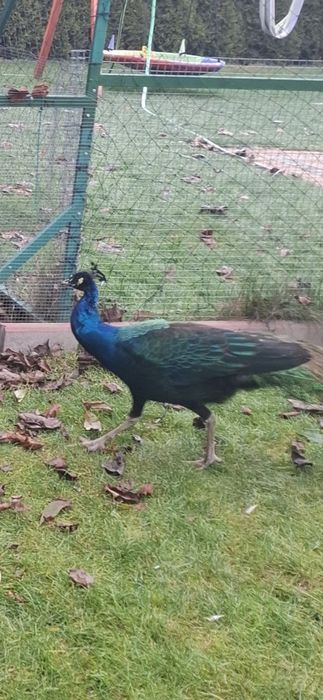 Para dorosła Paw czarnoskrzydły samica