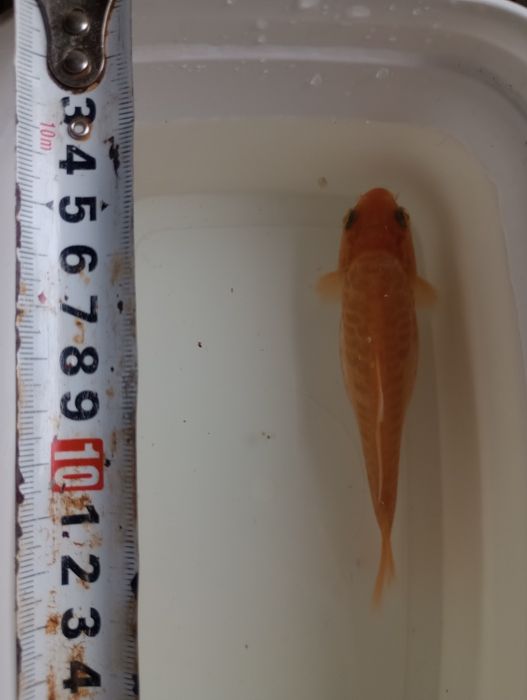 Карп Кои Кикусуи, Шисуи