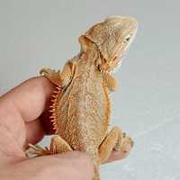 Бородата агама Pogona vitticeps