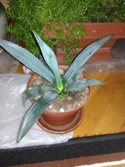 продаю агаву