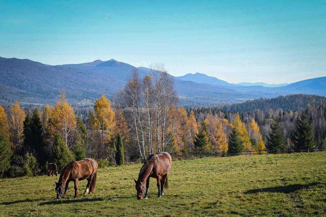 Agroturystyka i konie w Bieszczadach Wysokich.