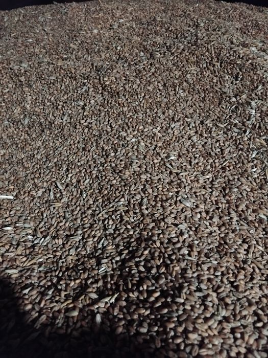 Pszenica zbiór 2025