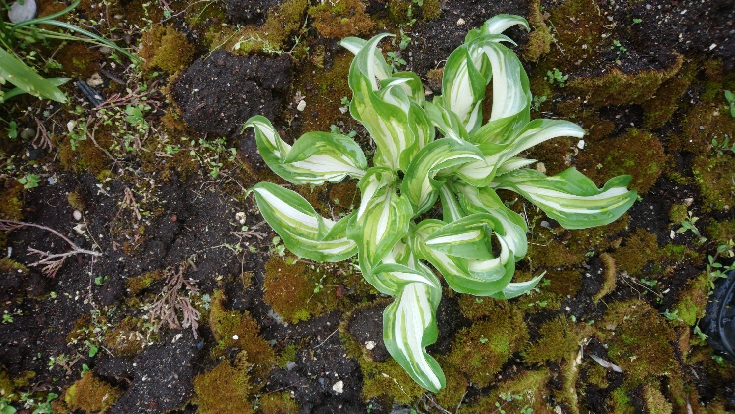 10 szt ssdzonek Funkia - hosta  " ogień i lód".