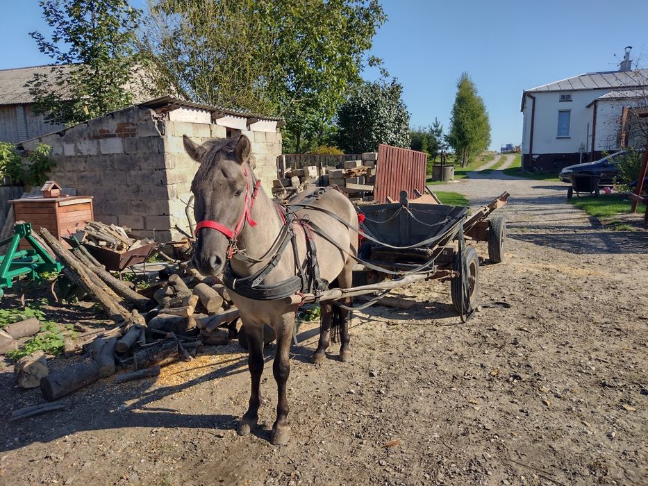 Konik Polski 3,5 letni