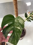 Monstera variegata roslina kolekcjonerska