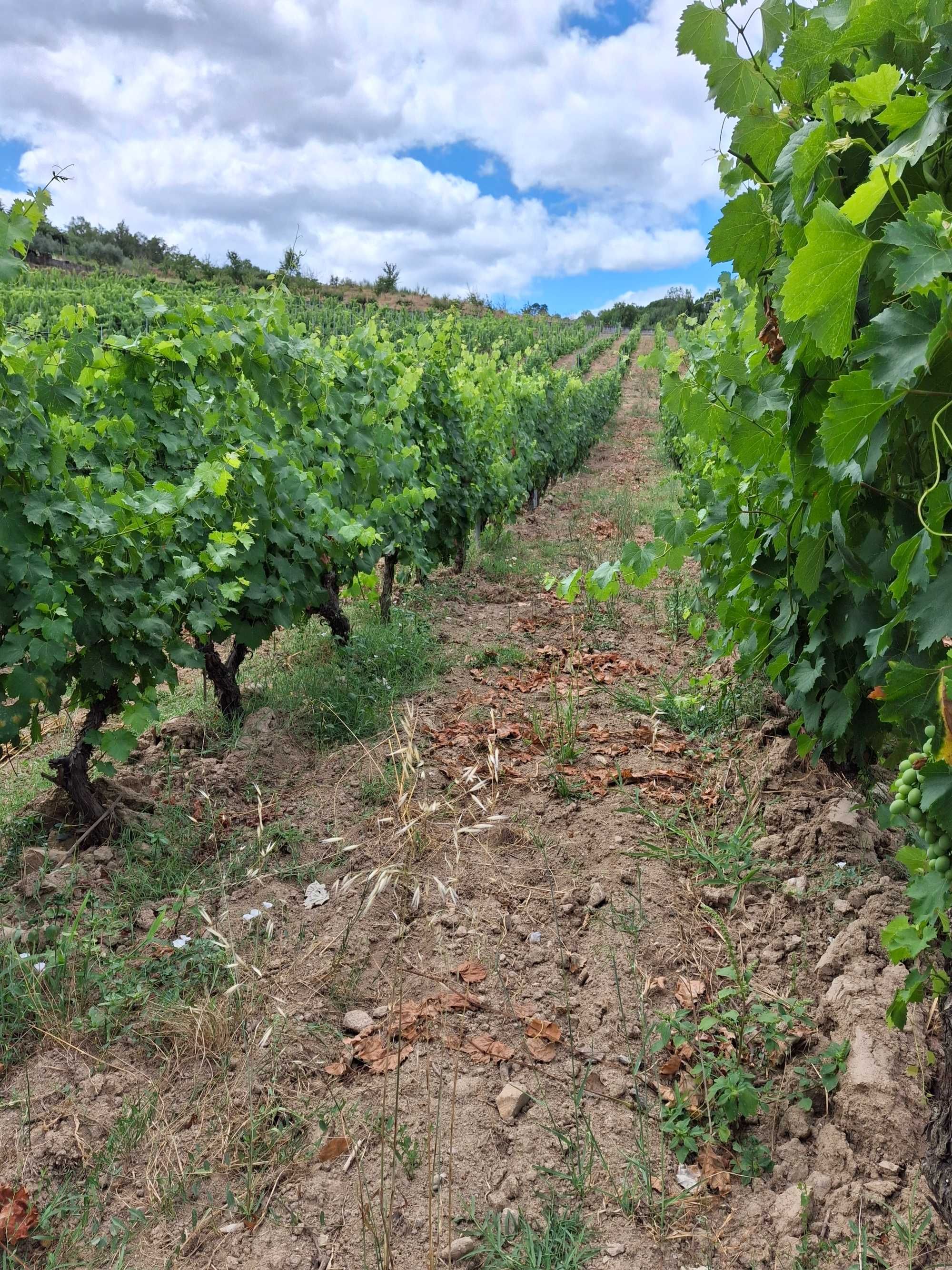 Vendem-se uvas para vinho , Zona Vila Real - Chaves