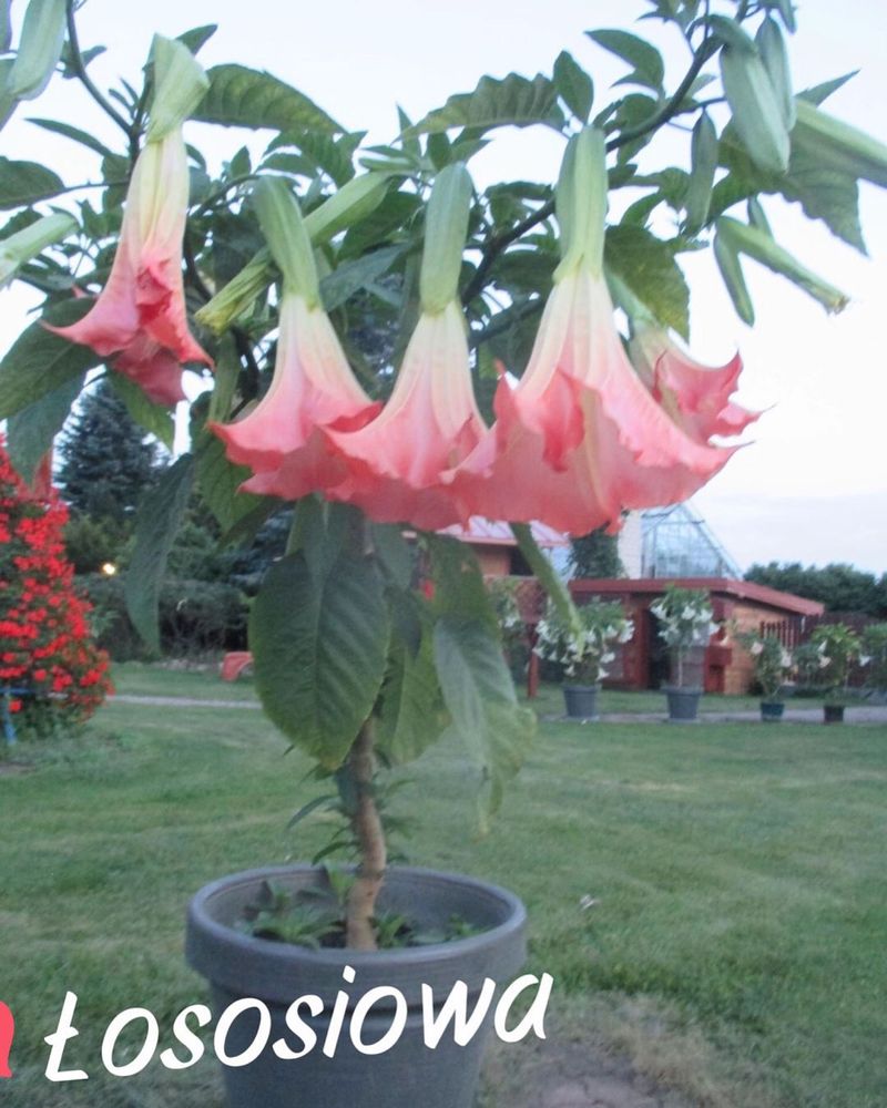 Datura - brukmansja nasiona mix szt 50
