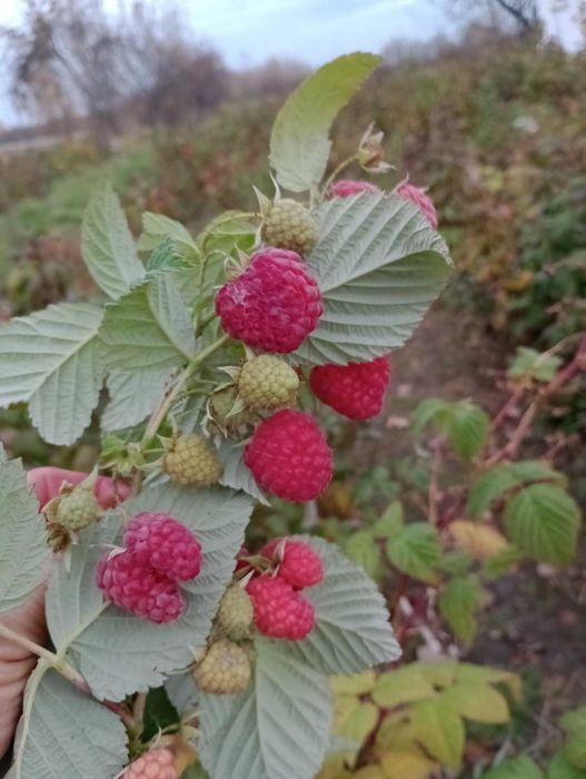 Продам саджанці малини