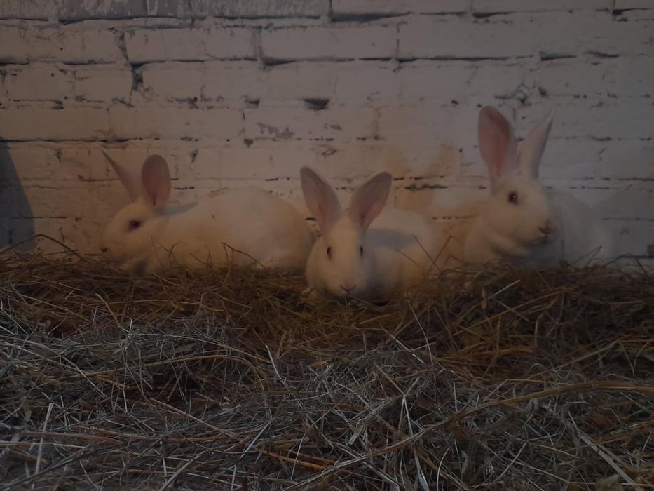 Króliki Wiedeńskie - białe