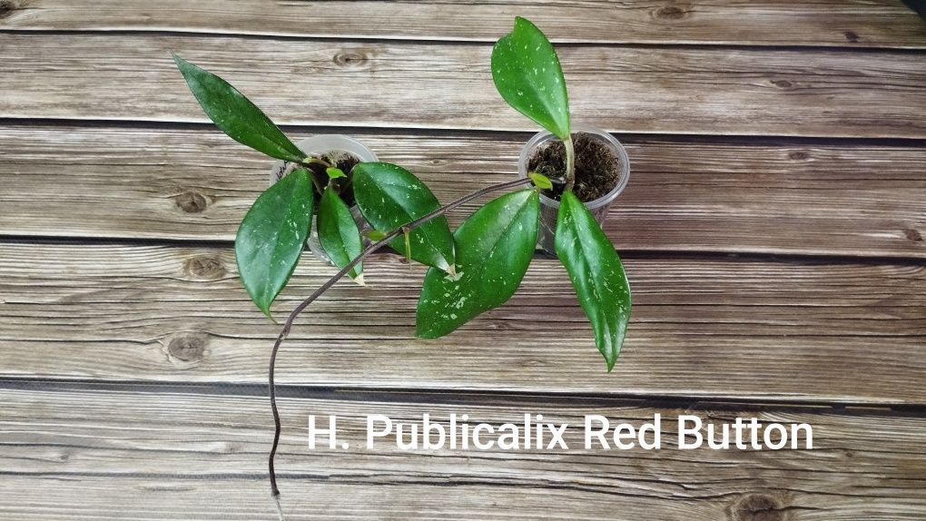 Hoya Publicalix Red Button