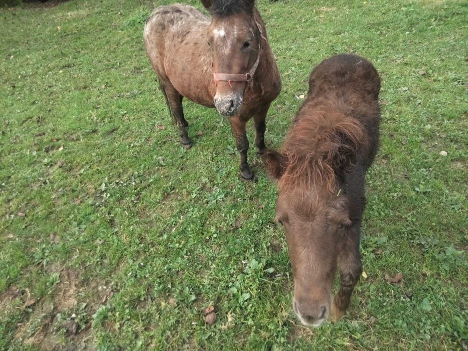 Sprzedam kucyka  ogierka  kucyki kucyk !