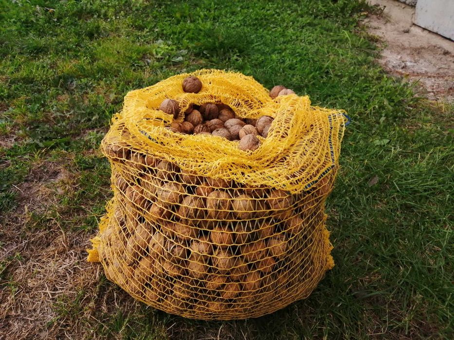 orzechy włoskie tegoroczne 11kg 60zł