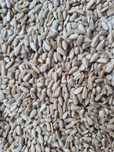 Słonecznik łuskany 10 kg I gatunek, GRATIS 2 KOLBY TŁUSZCZOWE, karmnik