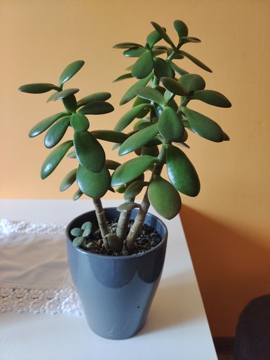 Drzewko szczęścia, grubosz w doniczce